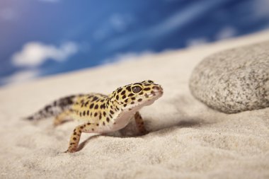 Gecko kum üzerinde