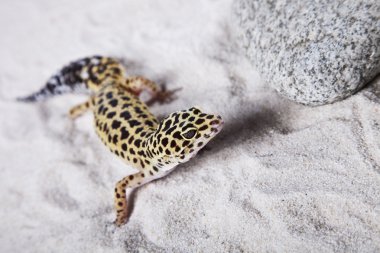 Gecko on the sand clipart