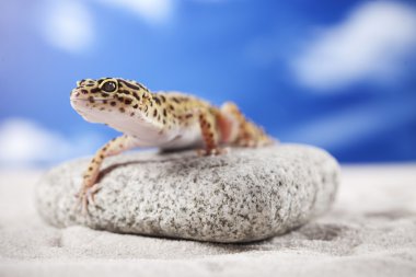 Gecko kum üzerinde