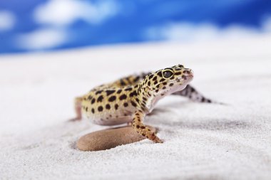 Gecko kum üzerinde