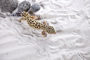 Gecko kum üzerinde