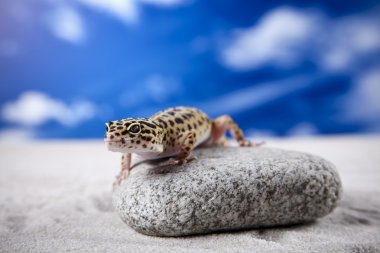 Gecko kum üzerinde