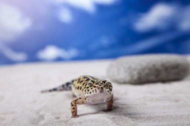 Gecko kum üzerinde