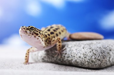 Gecko kum üzerinde