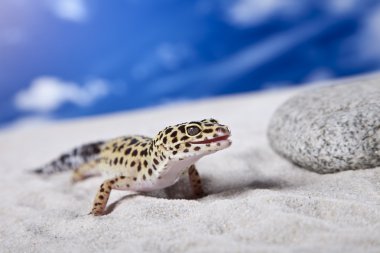 Gecko kum üzerinde