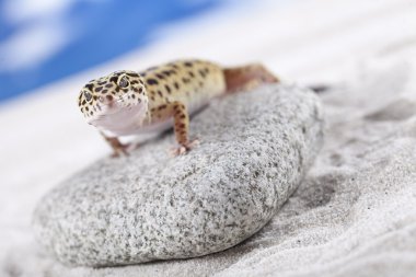 Gecko kum üzerinde