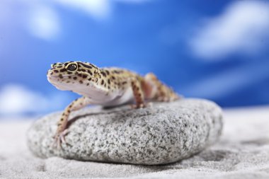 Gecko kum üzerinde