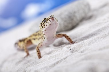 Gecko kum üzerinde