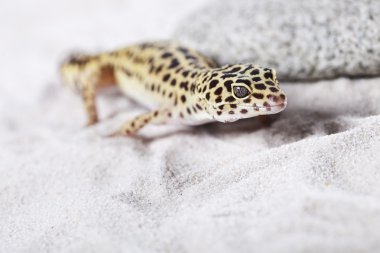 Gecko kum üzerinde