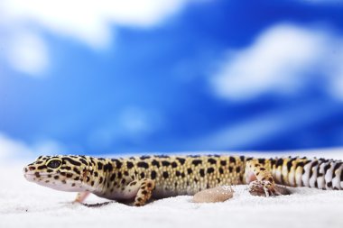 Gecko kum üzerinde