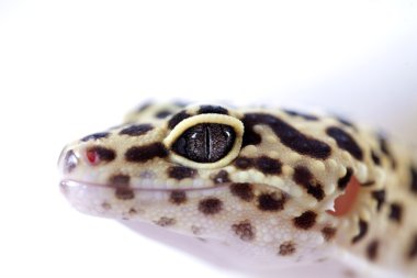 Gecko kum üzerinde