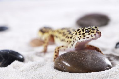 Gecko kum üzerinde