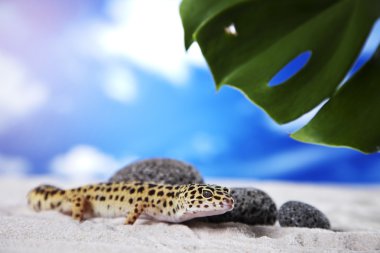 Gecko kum üzerinde