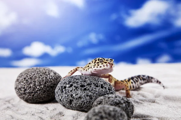 Gecko na piasku — Zdjęcie stockowe
