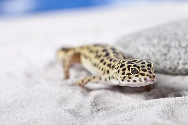 Gecko na piasku — Zdjęcie stockowe