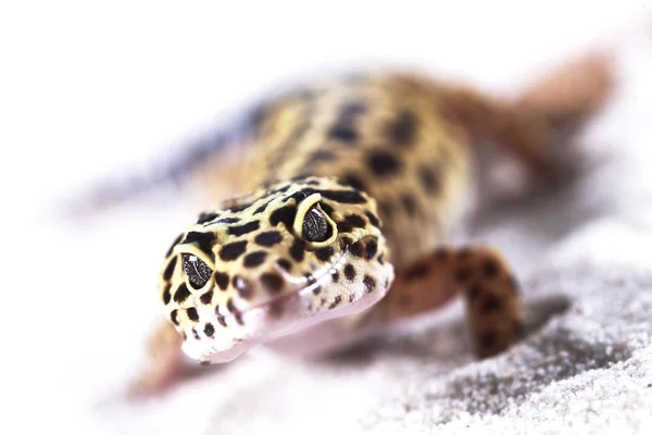 Gecko på sanden — Stockfoto