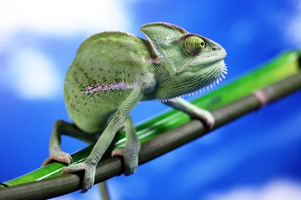 Camaleão verde close-up — Fotografia de Stock