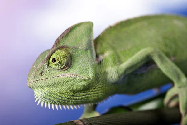 Zbliżenie zielony kameleon — Zdjęcie stockowe
