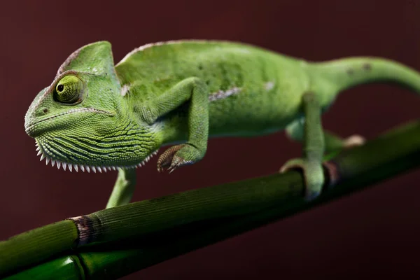 Camaleón verde primer plano —  Fotos de Stock
