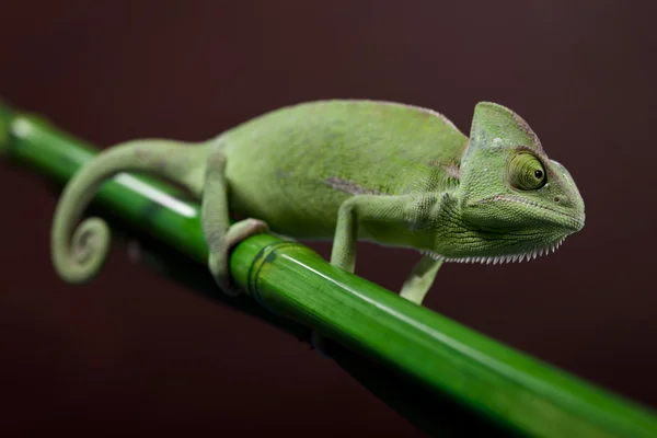 Camaleón verde primer plano — Foto de Stock