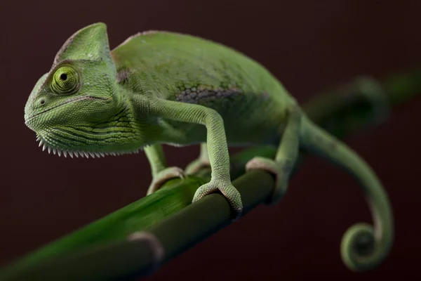 Closeup zeleného chameleona — Stock fotografie
