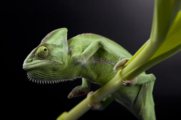 Green chameleon closeup — Stock Photo, Image