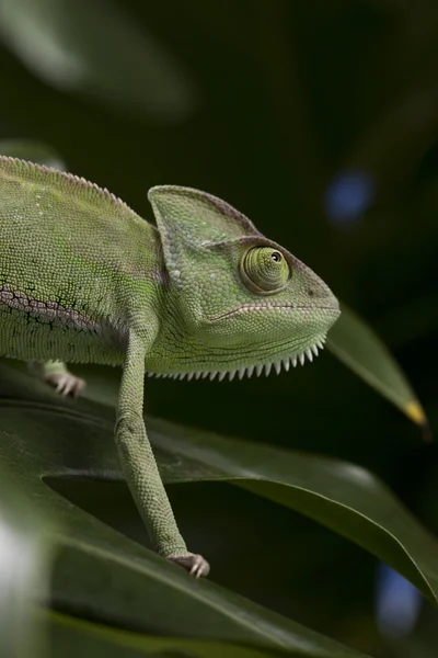 stock image Green chameleon closeup