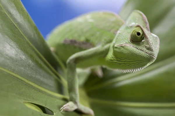 Zbliżenie zielony kameleon — Zdjęcie stockowe