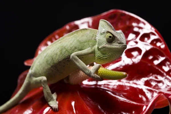 stock image Green chameleon closeup