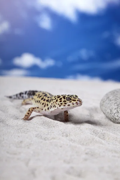 Gecko na piasku — Zdjęcie stockowe