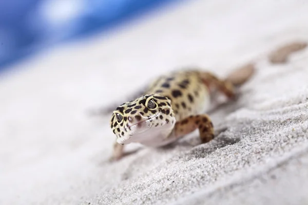 Gecko na areia — Fotografia de Stock