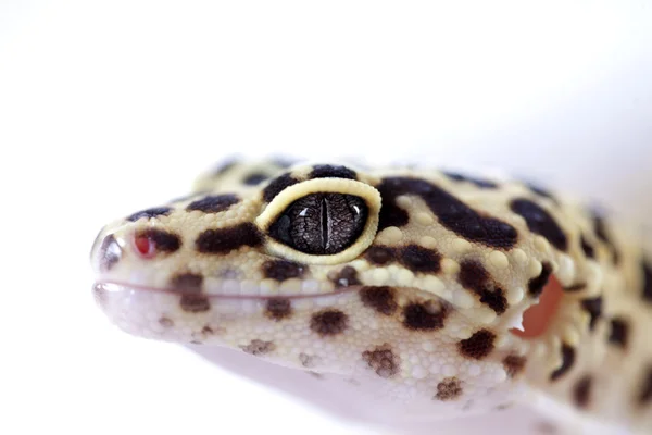 stock image Gecko on the sand