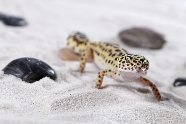 stock image Gecko on the sand