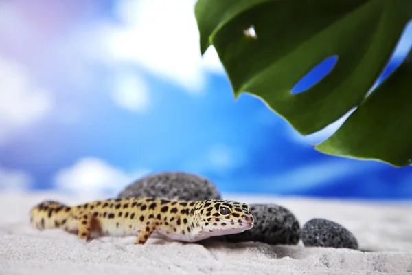 Gecko na areia — Fotografia de Stock