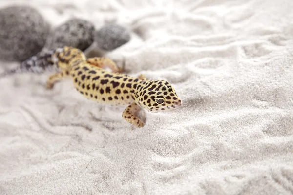 Gecko sur le sable — Photo