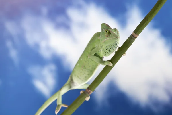 Stock image Green chameleon closeup