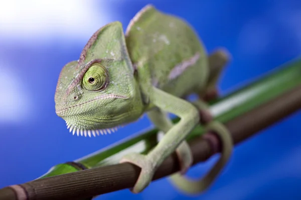 Camaleão verde close-up — Fotografia de Stock