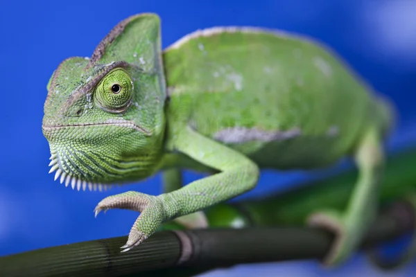 Groene kameleon close-up — Stockfoto