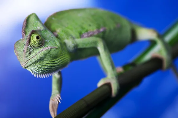 stock image Green chameleon closeup