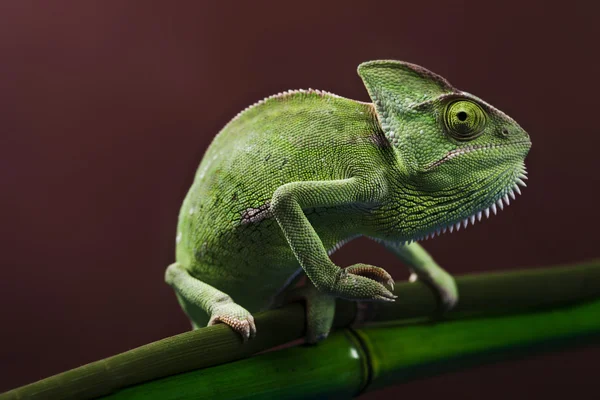 Зелений хамелеон крупним планом — стокове фото