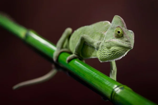 Camaleón verde primer plano —  Fotos de Stock