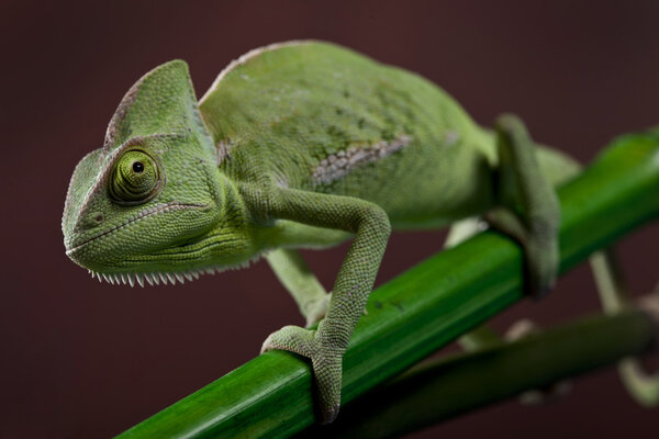 Green chameleon closeup