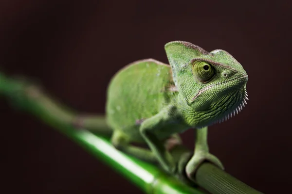 Nahaufnahme eines grünen Chamäleons — Stockfoto