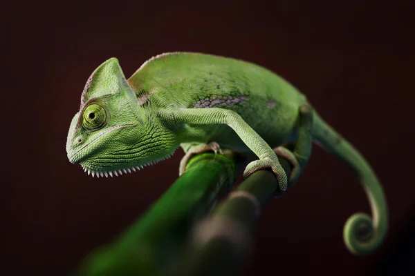 Green chameleon closeup — Stock Photo, Image