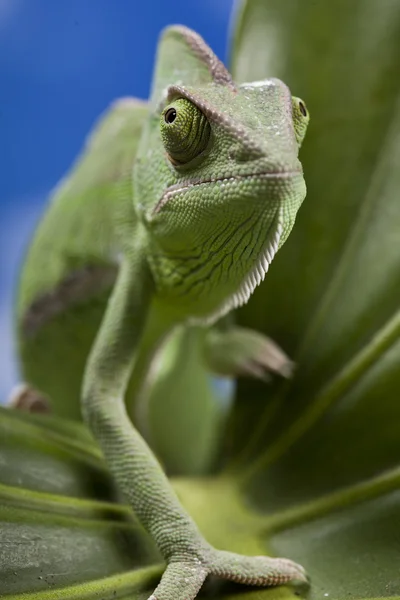 Camaleón verde primer plano — Foto de Stock