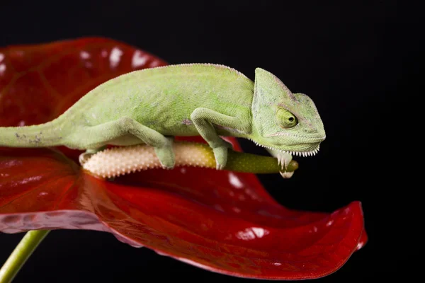 stock image Green chameleon closeup