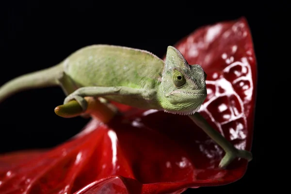 stock image Green chameleon closeup