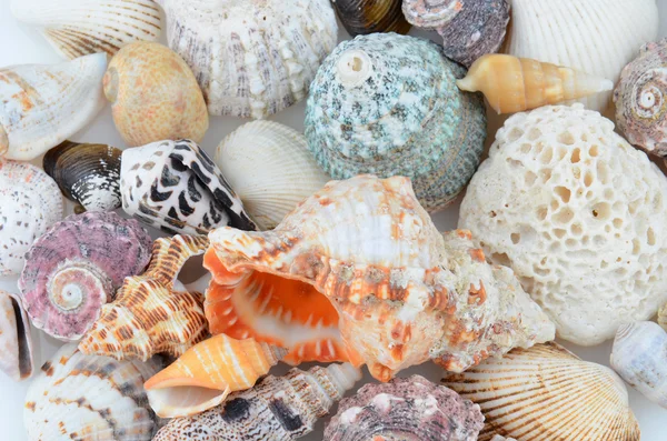 stock image Closeup of Seashells