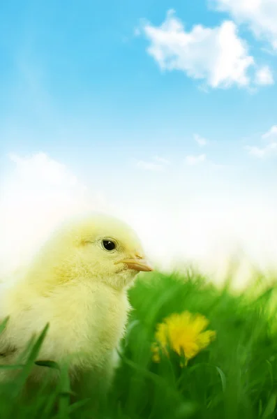 Trochę kurczaka na zielonej trawie i niebieskim tle — Zdjęcie stockowe