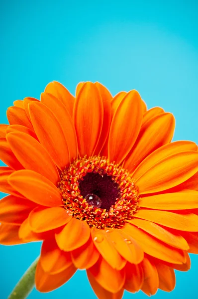 Turuncu papatya gerbera çiçek mavi zemin üzerine — Stok fotoğraf